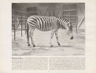 Böhms Zebra