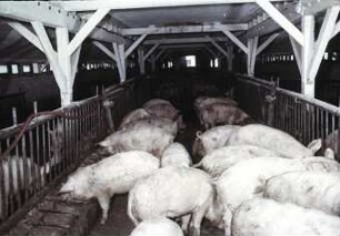Umgebauter Maststall für ca. 400 Schweine