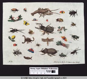 Verschiedene Insekten und Schalentiere