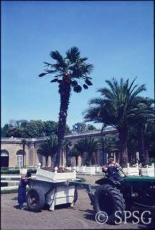 Versailles, Orangerie.