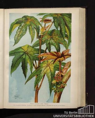 Ricinus communis Linné. Rizinus.