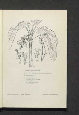 Blühende Bananenstaude