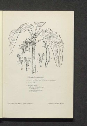 Blühende Bananenstaude