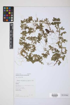Selaginella sulcata (Desv.) Spring ex Mart.