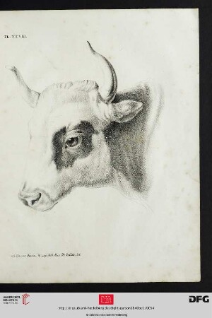 Pl. XXVIII [Rinderkopf (Schraffur; nach Téniers)]
