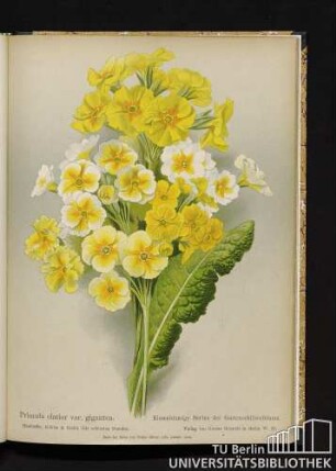 Primula elatior var. gingantea. Riesenblumige Sorten der Gartenschlüsselblume.