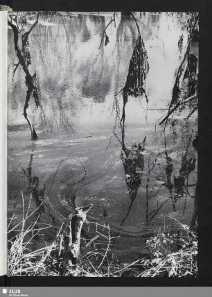 Der Sumpf (Spiegelung im Wasser)