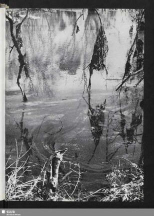 Der Sumpf (Spiegelung im Wasser)