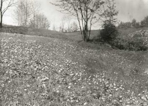Osterzgebirge. Sattelbergwiesen mit Steinrücken und Trollblumenbestand