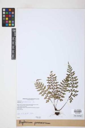 Asplenium praemorsum