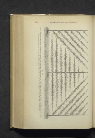 Fig. 180 Spaliere, dessen Wandfläche durch Palmetten....