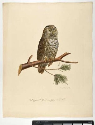 Strix Dasypus. Bechst. Der rauchfüssige Kauz. Femina. - Rauhfußkauz. Aegolius funereus; fem. - Zeichner und Stecher: Ambrosius Gabler