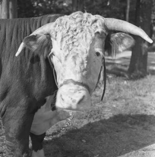 Long Island, Bulle auf der Lester Davis Farm