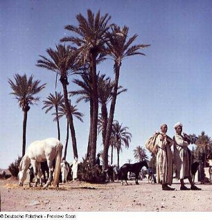 Araberpferd und zwei Männer unter Palmen