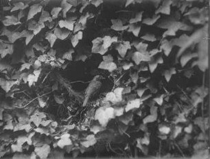 Rotkehlchen : Rotkehlchenmännchen (Erithacus rubecula Linnaeus) am Nest im Efeu.