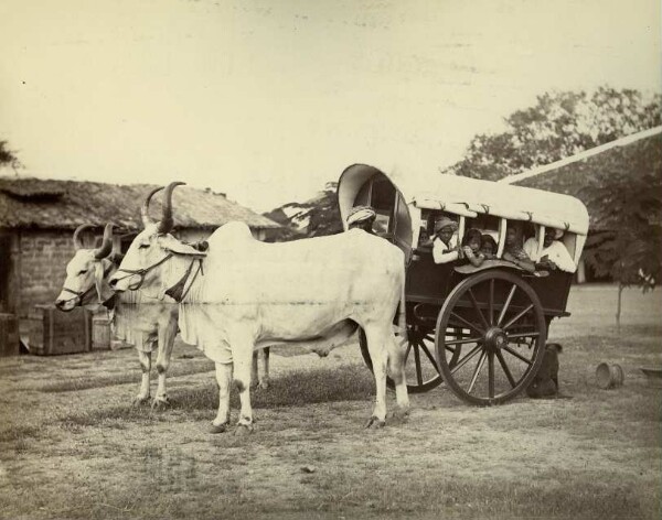 A bullock-drawn cab in Bombay