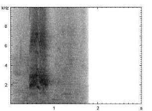 Schwarznackenpirol | Oriolus chinensis - Ruf