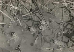 Teichfrosch (Wasserfrosch, Pelophylax "esculentus" L.), voll entwickelte Junge im Wasser