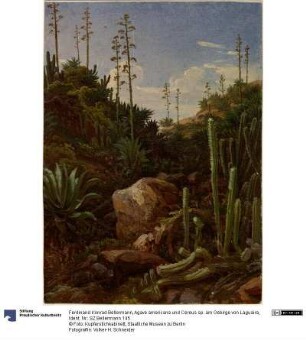 Agave americana und Cereus sp. am Gebirge von Laguaira