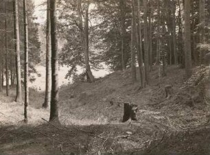 Ruine am Kirchenteich bei Wermsdorf. Nordostteil des Grabens gegen die Talaue