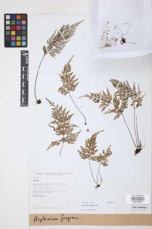 Asplenium fragrans Sw.