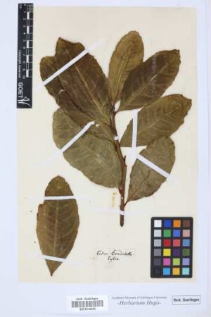 Cedro