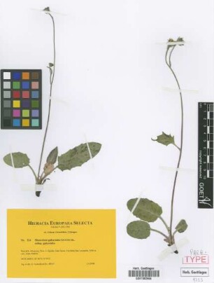 Hieracium galeroides Gottschl. subsp. galeroides Gottschl.[paratype]