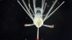 Echinocardium cordatum, late pluteus 1.5 mm Helgoland 2013