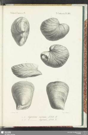 Pl. 580