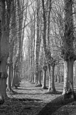 Jersbeker Park: Lindenallee