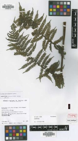 Cyathea arnecornelii Lehnert [paratype]