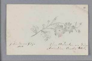 Amalia Wolff. – Eutin, 22.07.1816