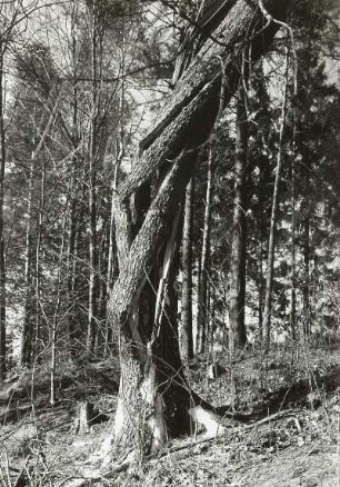 Gemeine Fichte (Gewöhnliche Fichte, Rotfichte, Rottanne, Picea abies), alter Baum, vom Wind abgedreht