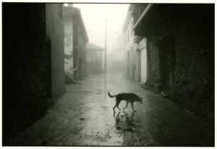 Toro. Straßenszene mit Hunde