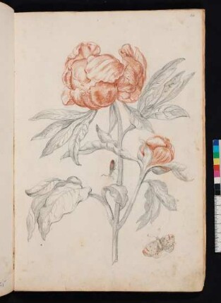 Betonien-Rose nach Maria Sibylla Merian, Blumenbuch, Faszikel I, Taf. 12