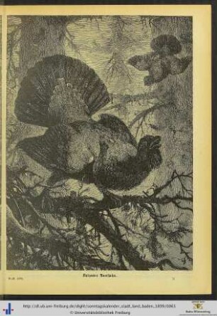 Illustration: Balzender Auerhahn.