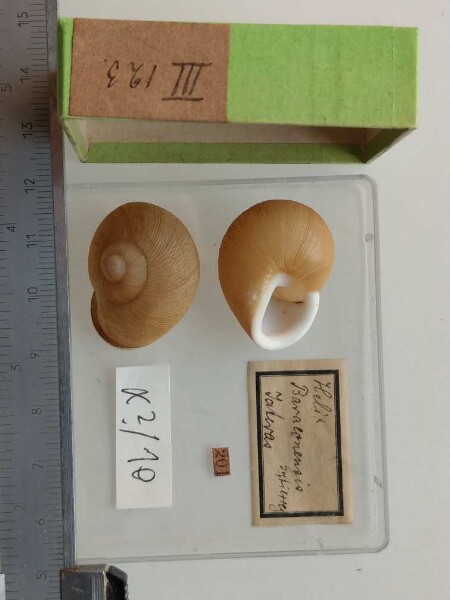 Helix Baraconensis Gutierry