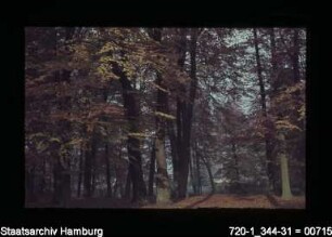 Herbstlaub im Hirschpark