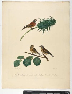 Fringilla cannabina et Linota. Lin. Der Hänfling. 1. Mas. 2. Fem. 3. Ein Iunger. - Bluthänfling. Linaria cannabina; mas. fem, juv. - Zeichner: Ambrosius Gabler; Stecher: Dieterich