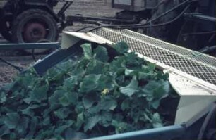 Fotografie: Gartenbautechnik-Freiland, Erntetechnik, Einlegegurken