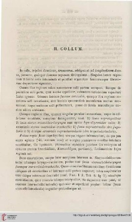 II. Collum