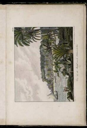 Pl. XIV. Vue des iles Radak avec les Palmiers de Cocos
