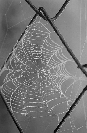 Spinnennetz in einem Drahtzaun