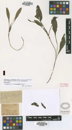 Potamogeton x spathulatus Schrad. ex W.D.J.Koch & Ziz [syntype]
