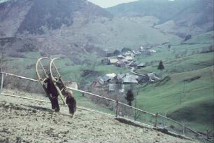 Schwarzwald bei Todtmoos. Bauer mit leerem Mistschlitten hangauf laufend