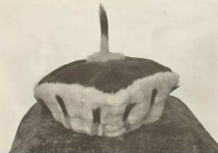 Kurhut