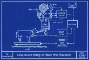 Computerized feeding of calves (after Pirkelmann)