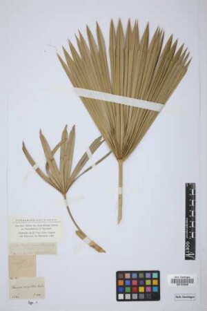 Thrinax argentea