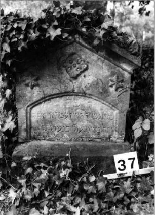 Grabstein 37 (Index: 100106161) Material: Sandstein Zustand: unterer Teil der Stele fehlt mit Verlust des Sterbedatums Maße HxBxT: 80x55x20 cm Beschreibung: gebrochene Stele, Sockel, giebelartiger Abschluß mit Verdachund und Eckakroteren, eingetieftes Schriftfeld mit Segmentbogenabschluß Symbolik: Büte, zwei sechszackige Sterne: Grabstein 37
