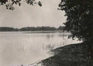 Dübener Heide. Der Heidesee bei Lausig (30 ha). Schilf vom Winde angetrieben
